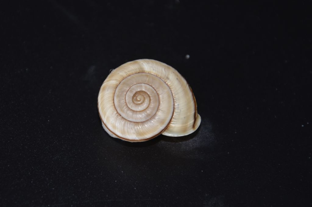 Chilostoma